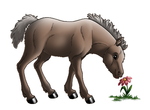 Shetland Pony Foal
